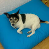 Dit is Lotje een pittig hondje maar zeer lief.bijna 10 jaar