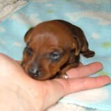Dit is het kopie van Bradley het reutje 17 dagen oud 2011