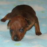 Dit is Britney,17 dagen oud 2011