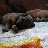 3 weekjes oud!