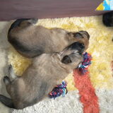 3 weekjes oud