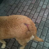 tarzan was een hond die we op straat tegen kwamen op vakantie in…