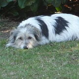 Fluffy, de moeder van Louis