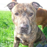 Foto van Ozzie & Stich