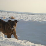Foto van Ozzie & Stich