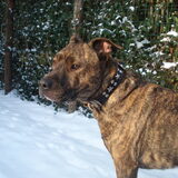 Foto van Ozzie & Stich