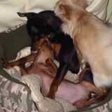 Stoeien met Bibi en Lina
