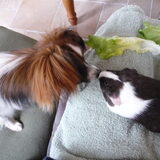 zo lief samen!