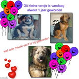 21 januari is levi 1 jaar hiep hiep hoera...