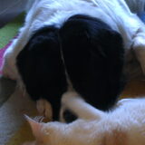 Mingus en Fedor aan het spelen