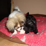 Mandy en Bono, een speelkameraad..ze schelen 5 dagen