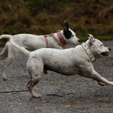 Rennen met Lady