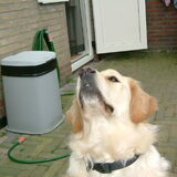 het voorjaar,fluitende vogeltjes in de dakgoot.