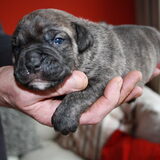 Een mooie forse brindle reu, wordt een grote grove hond, prachtige…