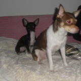 de grote en de kleine , haha pinky en molly,