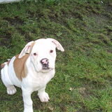 desteny nog een puppy