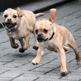 22-01-2011 Pukkie & Puggles