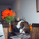 Foto van liesbeth,Turbo,Luna, Levi en Faith