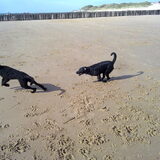 Op het strand kwam Joris een net zo´n actieve hond tegen. Dat was dus…