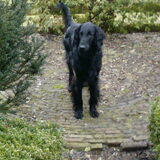 king of this tuin