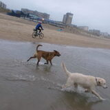 Foto van patricia,  *Spikey* Nino & Lola
