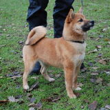 Yuna, onze shiba inu van 6 maand.