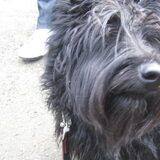 Mila, onze schotse terrier