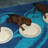 De puppy's de 2 dag dat ze pap eten,hier zijn ze 3 weken oud.