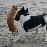 Hummer spelend met een chihuahua.