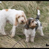 Chief met pup GBGV