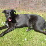 Eefke als volwassen hond.