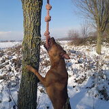 Foto van Dave