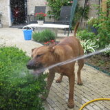 Rocky met de spuit