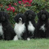 4 Portugese waterhonden van 5 maanden.