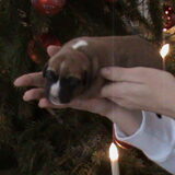 Darcy - Eerste dagen