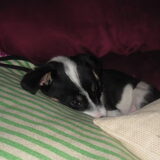 scotty 4 en een halve maand oud.zin,s gister is die bij ons gekomen.