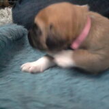 Darcy - Eerste dagen