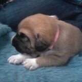 Darcy - Eerste dagen