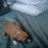 Darcy - Eerste dagen