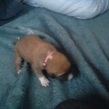 Darcy - Eerste dagen