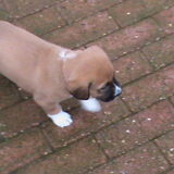 Darcy - eerste keer buiten