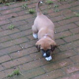 Darcy - eerste keer buiten