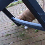 Darcy - eerste keer buiten