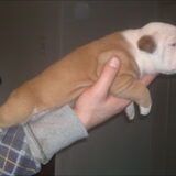 19 dagen oud