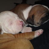 Foto van Janine && Bullet