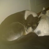 Samen slapen