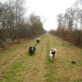 Promise, Duuk en buurhond Banjer