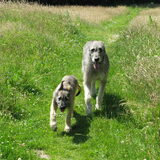 Joy met pup Jentl