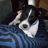 Odie 11 week oud