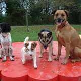 esra, skipp, babel en gina